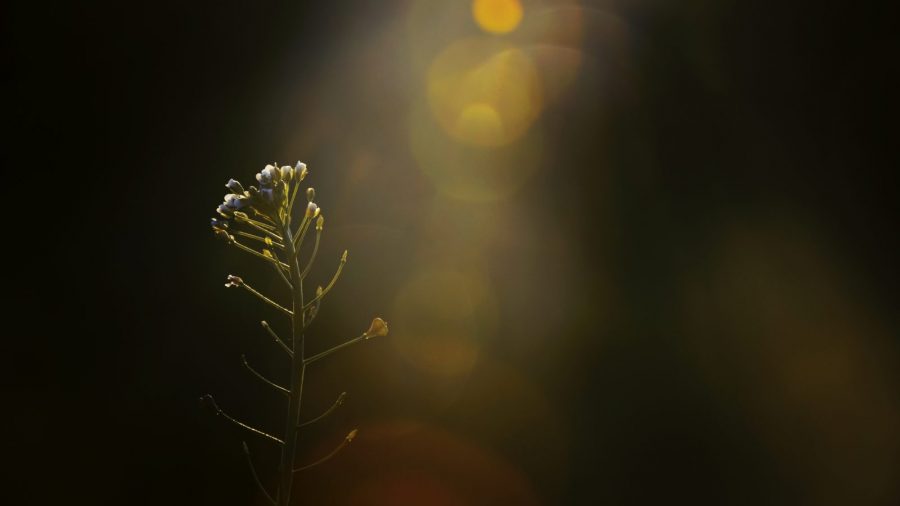 sunlight shining on a tender plant