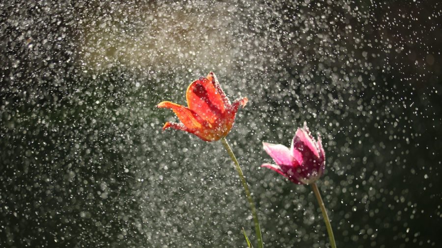 flowers in rain shower